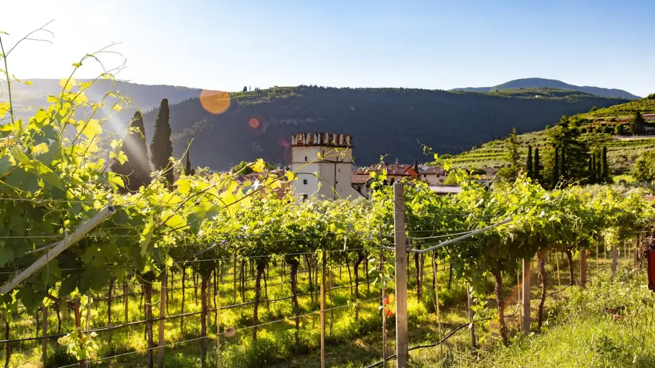 Vigneti rigogliosi illuminati dal sole, con un borgo e una torre medievale sullo sfondo. Questo è il cuore della Valpolicella, dove si trova la magia del vino.