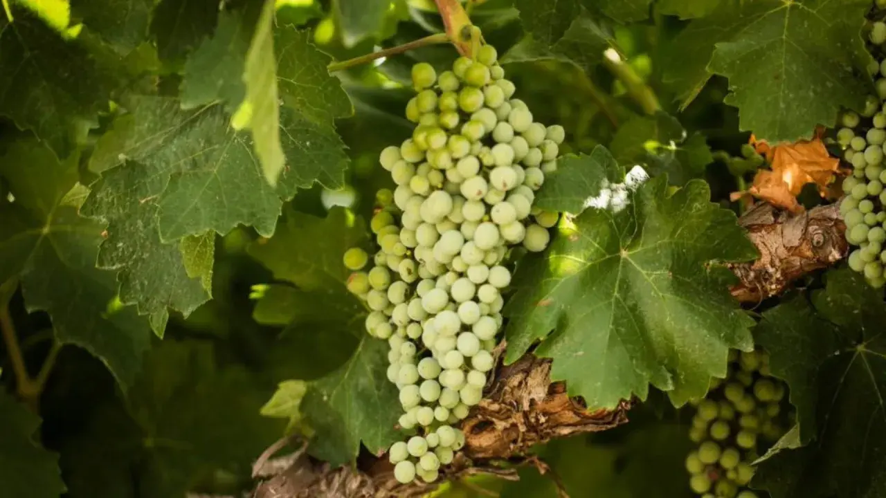Grappoli di uva bianca, con le loro caratteristiche tondeggianti, pendono tra le foglie verdi di una vite.