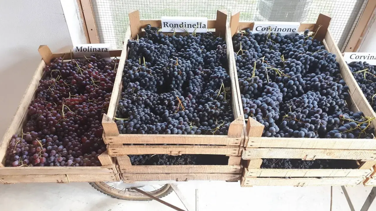 Casse di uve Molinara, Rondinella e Corvinone, ingredienti per un grande amarone vitigno.