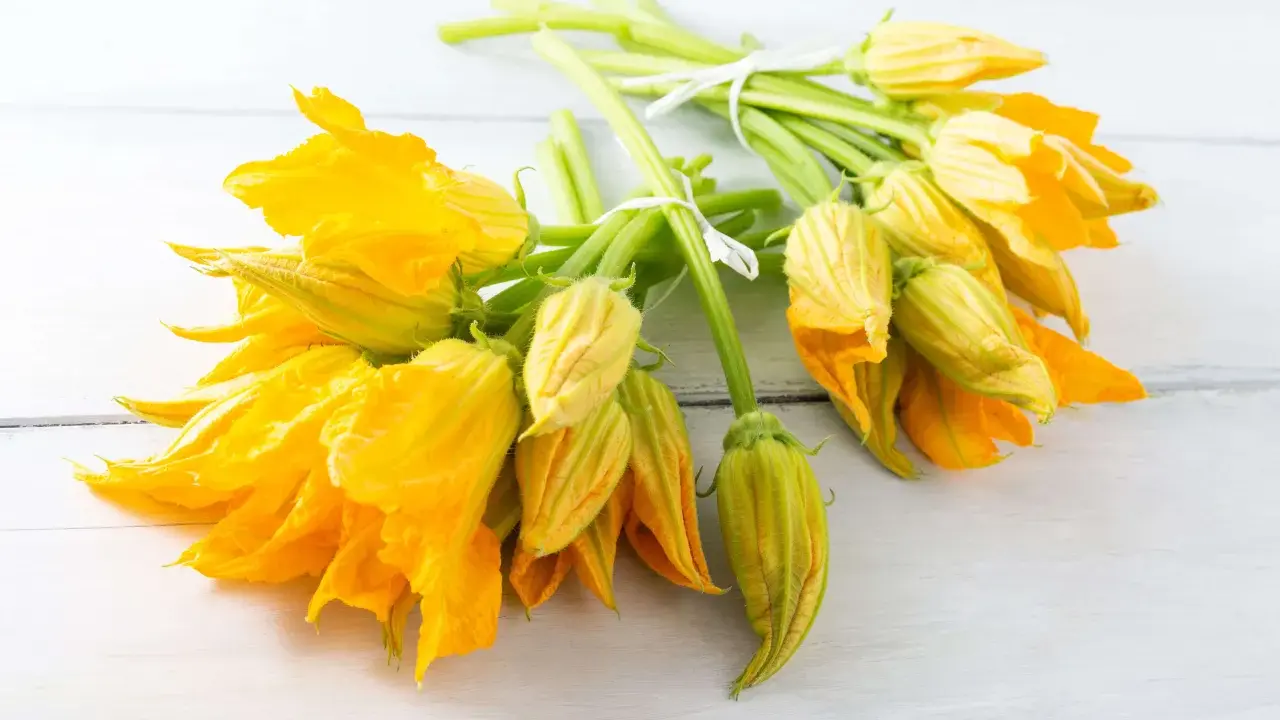 Mazzi di fiori di zucca freschi, gialli e vibranti, legati con spago bianco. Perfetti per imparare come conservare i fiori di zucca.