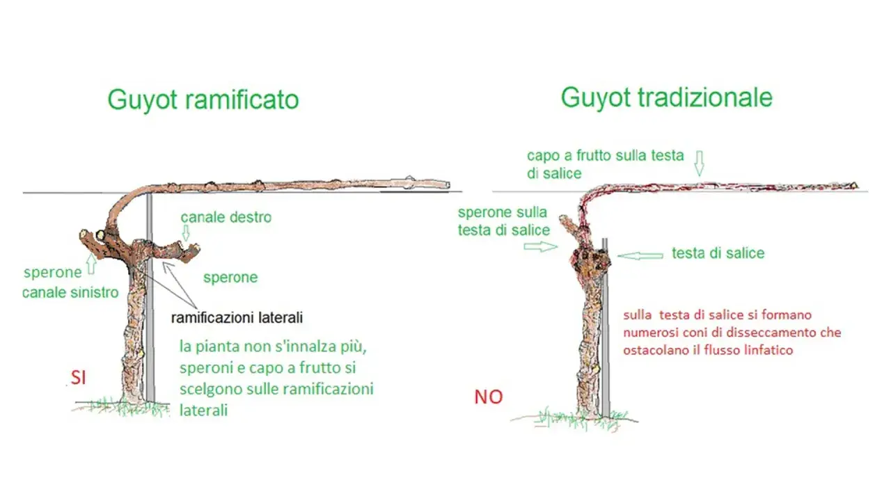 Confronto potatura vite: Guyot ramificato (SI) con speroni e ramificazioni laterali, vs Guyot tradizionale (NO) con testa di salice problematica.