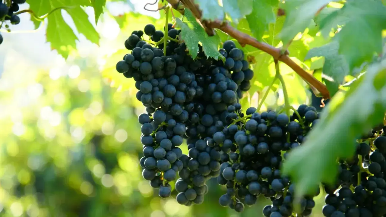 Grappoli scuri di uva pendono dai tralci, promettendo un'ottima allegagione vite. Foglie verdi e luce solare creano uno sfondo sfocato.