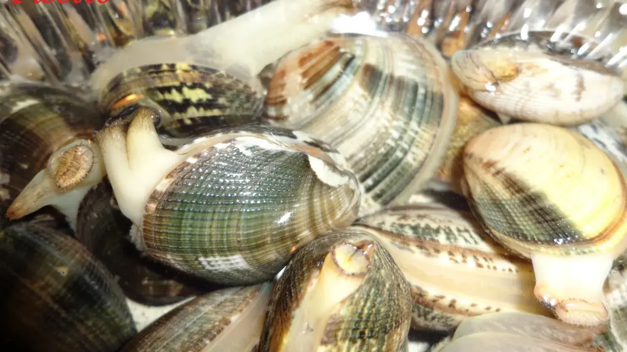 Vongole fresche pronte per essere spurgate. Scopri come spurgare le vongole per gustarle al meglio.