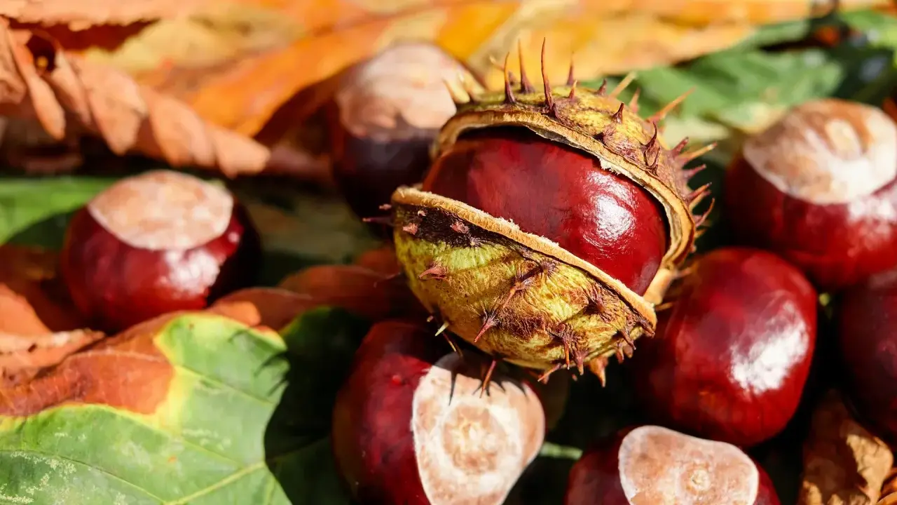 Castagne matte, lucide e spinose, giacciono tra foglie autunnali. Un tesoro della natura pronto per essere raccolto.