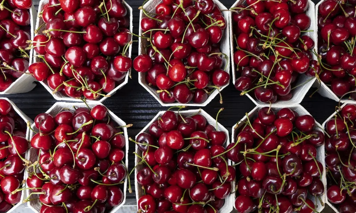 Ciliegie fresche in cestini di carta, perfette per scoprire come conservare le ciliegie fresche e gustarle più a lungo.
