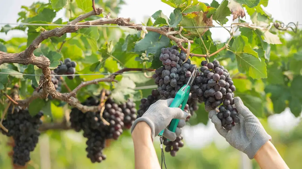 Mani guantate raccolgono grappoli d'uva matura, un momento di gioia per la vendemmia.
