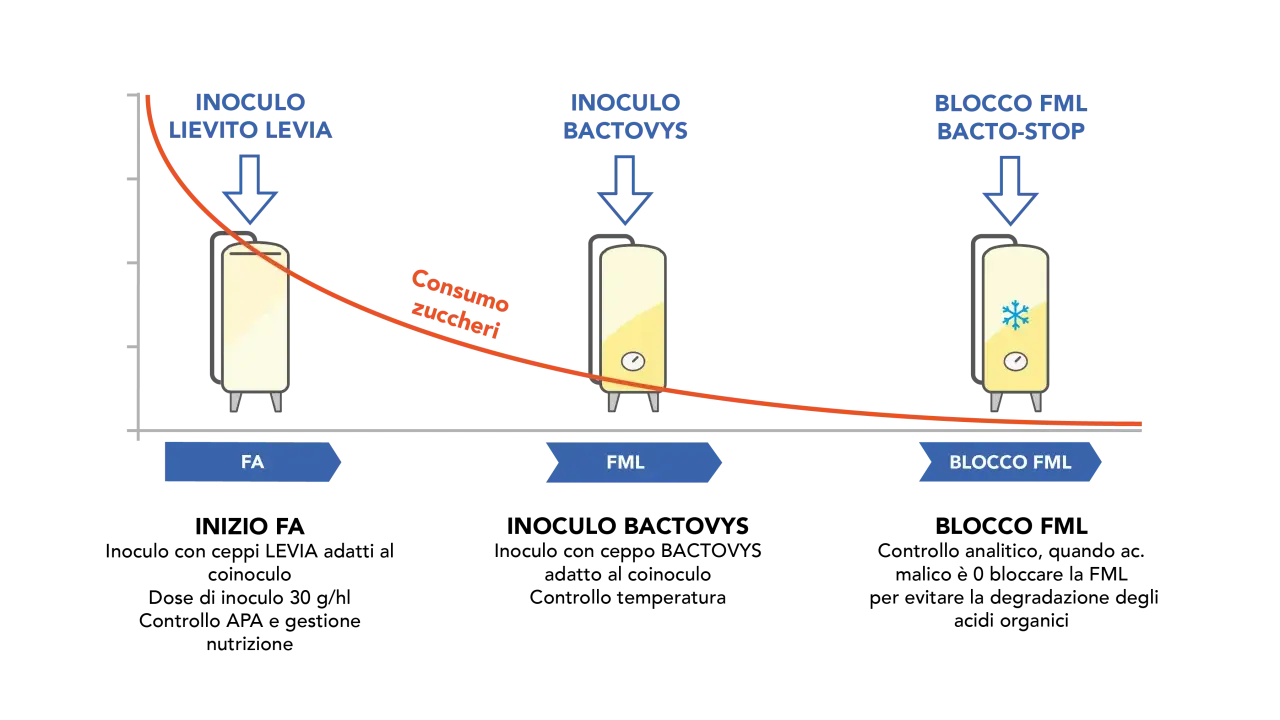 Diagramma illustra le fasi di fermentazione malolattica (FML) con inoculi di lievito e batteri, e il blocco FML.