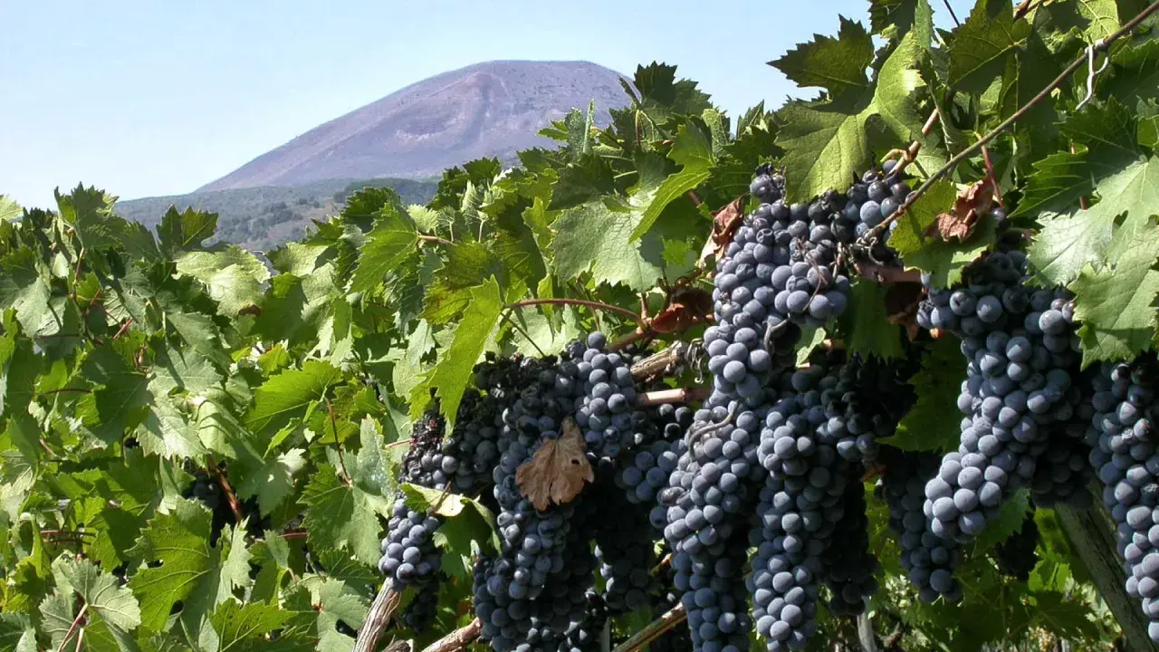 Grappoli maturi di uva nera, pronti per il Lacryma Christi bianco, con il Vesuvio sullo sfondo.
