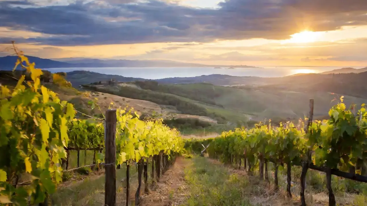 Vigneti al tramonto, con il sole che illumina le dolci colline toscane e il mare in lontananza. Qui cresce il pregiato sassicaia vitigno.