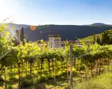 Vigneti rigogliosi illuminati dal sole, con un borgo e una torre medievale sullo sfondo. Questo è il cuore della Valpolicella, dove si trova la magia del vino.