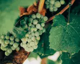 Grappoli di uva bianca Vermentino, con le loro caratteristiche sfumature verdi e la forma tonda, pendono da un tralcio tra foglie rigogliose.