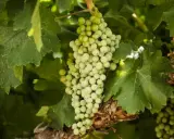 Grappoli di uva bianca, con le loro caratteristiche tondeggianti, pendono tra le foglie verdi di una vite.