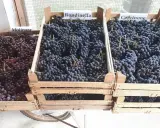Casse di uve Molinara, Rondinella e Corvinone, ingredienti per un grande amarone vitigno.
