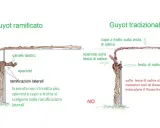 Confronto potatura vite: Guyot ramificato (SI) con speroni e ramificazioni laterali, vs Guyot tradizionale (NO) con testa di salice problematica.