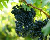 Grappoli scuri di uva pendono dai tralci, promettendo un'ottima allegagione vite. Foglie verdi e luce solare creano uno sfondo sfocato.