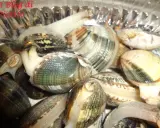 Vongole fresche pronte per essere spurgate. Scopri come spurgare le vongole per gustarle al meglio.