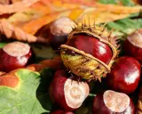 Castagne matte, lucide e spinose, giacciono tra foglie autunnali. Un tesoro della natura pronto per essere raccolto.
