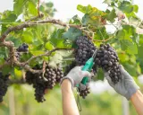 Mani guantate raccolgono grappoli d'uva matura, un momento di gioia per la vendemmia.