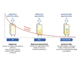 Diagramma illustra le fasi di fermentazione malolattica (FML) con inoculi di lievito e batteri, e il blocco FML.