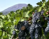 Grappoli maturi di uva nera, pronti per il Lacryma Christi bianco, con il Vesuvio sullo sfondo.