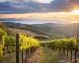 Vigneti al tramonto, con il sole che illumina le dolci colline toscane e il mare in lontananza. Qui cresce il pregiato sassicaia vitigno.