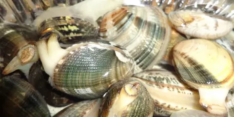 Vongole fresche pronte per essere spurgate. Scopri come spurgare le vongole per gustarle al meglio.