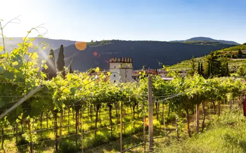 Vigneti rigogliosi illuminati dal sole, con un borgo e una torre medievale sullo sfondo. Questo è il cuore della Valpolicella, dove si trova la magia del vino.