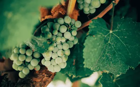 Grappoli di uva bianca Vermentino, con le loro caratteristiche sfumature verdi e la forma tonda, pendono da un tralcio tra foglie rigogliose.
