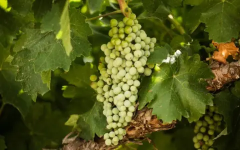 Grappoli di uva bianca, con le loro caratteristiche tondeggianti, pendono tra le foglie verdi di una vite.
