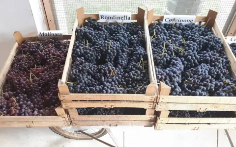 Casse di uve Molinara, Rondinella e Corvinone, ingredienti per un grande amarone vitigno.