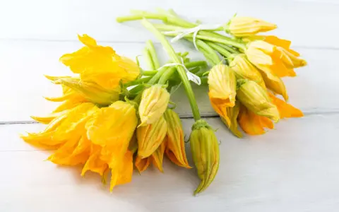 Mazzi di fiori di zucca freschi, gialli e vibranti, legati con spago bianco. Perfetti per imparare come conservare i fiori di zucca.