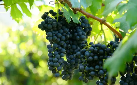 Grappoli scuri di uva pendono dai tralci, promettendo un'ottima allegagione vite. Foglie verdi e luce solare creano uno sfondo sfocato.