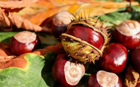 Castagne matte, lucide e spinose, giacciono tra foglie autunnali. Un tesoro della natura pronto per essere raccolto.