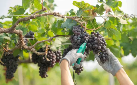 Mani guantate raccolgono grappoli d'uva matura, un momento di gioia per la vendemmia.