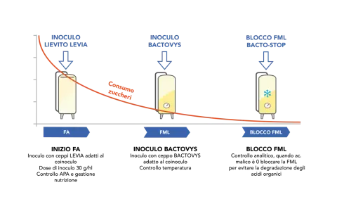Diagramma illustra le fasi di fermentazione malolattica (FML) con inoculi di lievito e batteri, e il blocco FML.
