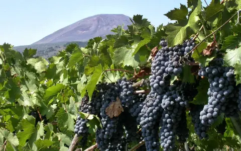 Grappoli maturi di uva nera, pronti per il Lacryma Christi bianco, con il Vesuvio sullo sfondo.