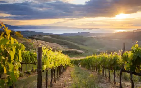 Vigneti al tramonto, con il sole che illumina le dolci colline toscane e il mare in lontananza. Qui cresce il pregiato sassicaia vitigno.