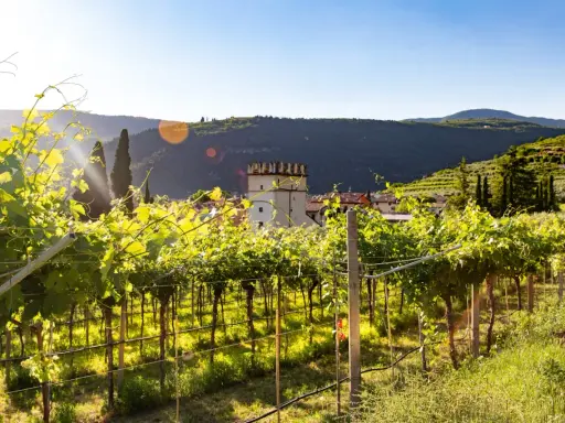 Vigneti rigogliosi illuminati dal sole, con un borgo e una torre medievale sullo sfondo. Questo è il cuore della Valpolicella, dove si trova la magia del vino.