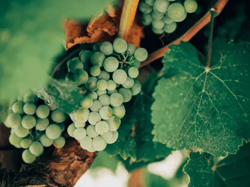 Grappoli di uva bianca Vermentino, con le loro caratteristiche sfumature verdi e la forma tonda, pendono da un tralcio tra foglie rigogliose.
