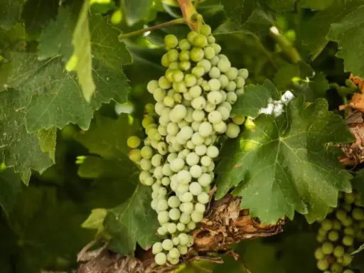 Grappoli di uva bianca, con le loro caratteristiche tondeggianti, pendono tra le foglie verdi di una vite.