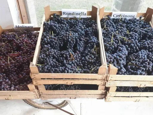 Casse di uve Molinara, Rondinella e Corvinone, ingredienti per un grande amarone vitigno.