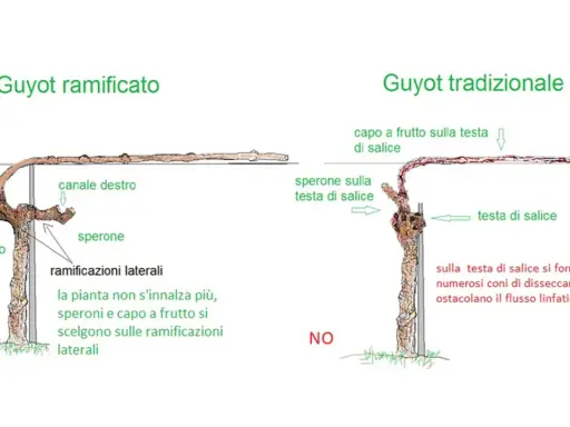 Confronto potatura vite: Guyot ramificato (SI) con speroni e ramificazioni laterali, vs Guyot tradizionale (NO) con testa di salice problematica.
