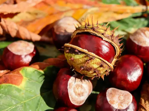 Castagne matte, lucide e spinose, giacciono tra foglie autunnali. Un tesoro della natura pronto per essere raccolto.
