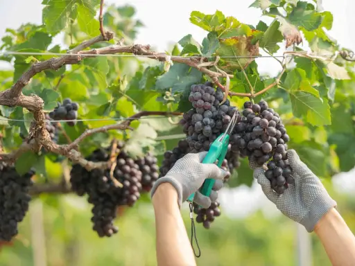 Mani guantate raccolgono grappoli d'uva matura, un momento di gioia per la vendemmia.