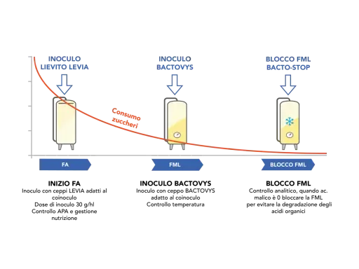 Diagramma illustra le fasi di fermentazione malolattica (FML) con inoculi di lievito e batteri, e il blocco FML.