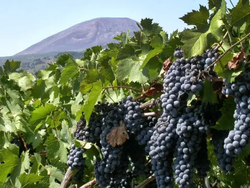 Grappoli maturi di uva nera, pronti per il Lacryma Christi bianco, con il Vesuvio sullo sfondo.