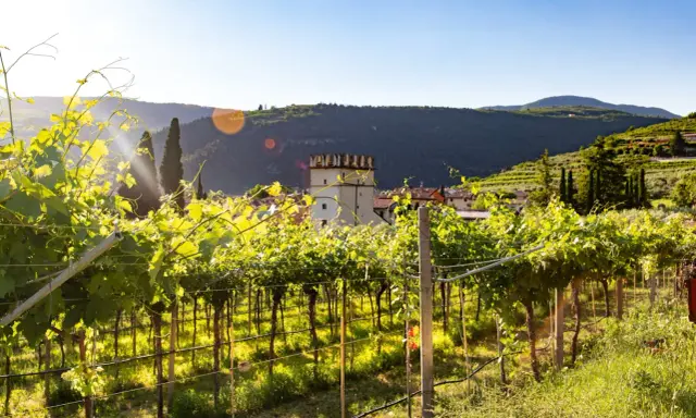 Vigneti rigogliosi illuminati dal sole, con un borgo e una torre medievale sullo sfondo. Questo è il cuore della Valpolicella, dove si trova la magia del vino.