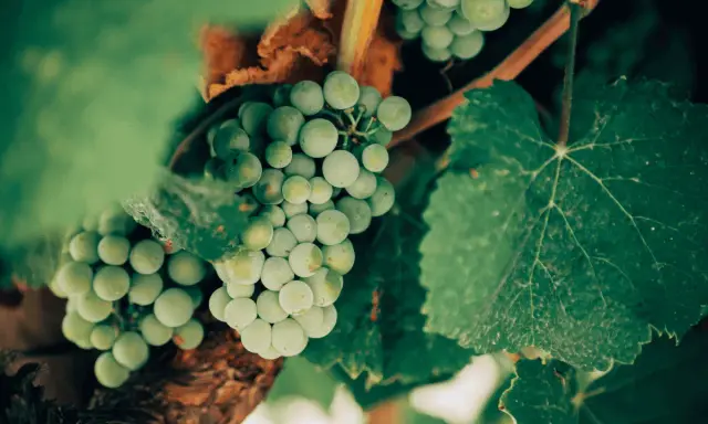 Grappoli di uva bianca Vermentino, con le loro caratteristiche sfumature verdi e la forma tonda, pendono da un tralcio tra foglie rigogliose.