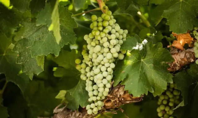 Grappoli di uva bianca, con le loro caratteristiche tondeggianti, pendono tra le foglie verdi di una vite.