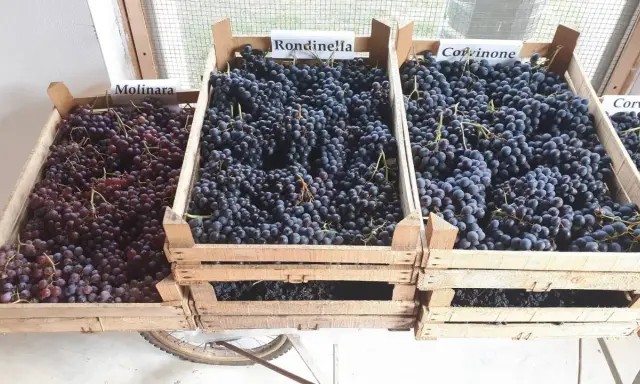 Casse di uve Molinara, Rondinella e Corvinone, ingredienti per un grande amarone vitigno.